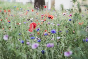 luka, may, flowers, nature, meadow, green, flower, grass, close-up, flower background, mood, flower wallpaper, beautiful flowers, garden, view, red, wild poppies